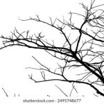 缅甸果博注册注意事项及常见问题解答指南 284q1y