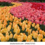 探索tengbo888官网诚信的秘密,赢取更多游戏乐趣 9xxmeu3c6f