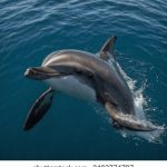 探索98捕鱼游戏中心官网,赢取丰厚奖励与乐趣无穷 jofc4