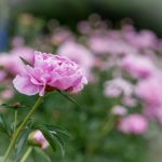 探索sbf888手机版:畅享无缝在线娱乐体验的最佳选择 ofxym